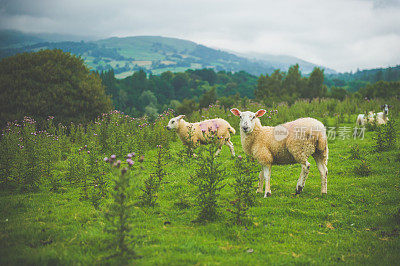 Scottish sheeps